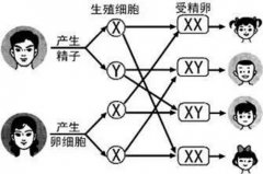 �����Թ�Ӥ�����к��໹��Ů���ࣿ����ѡ���Ա���